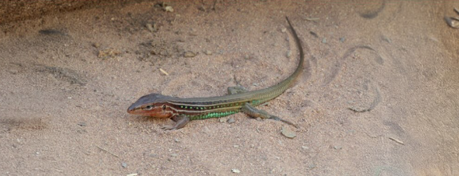 Ameivula Ocellifera