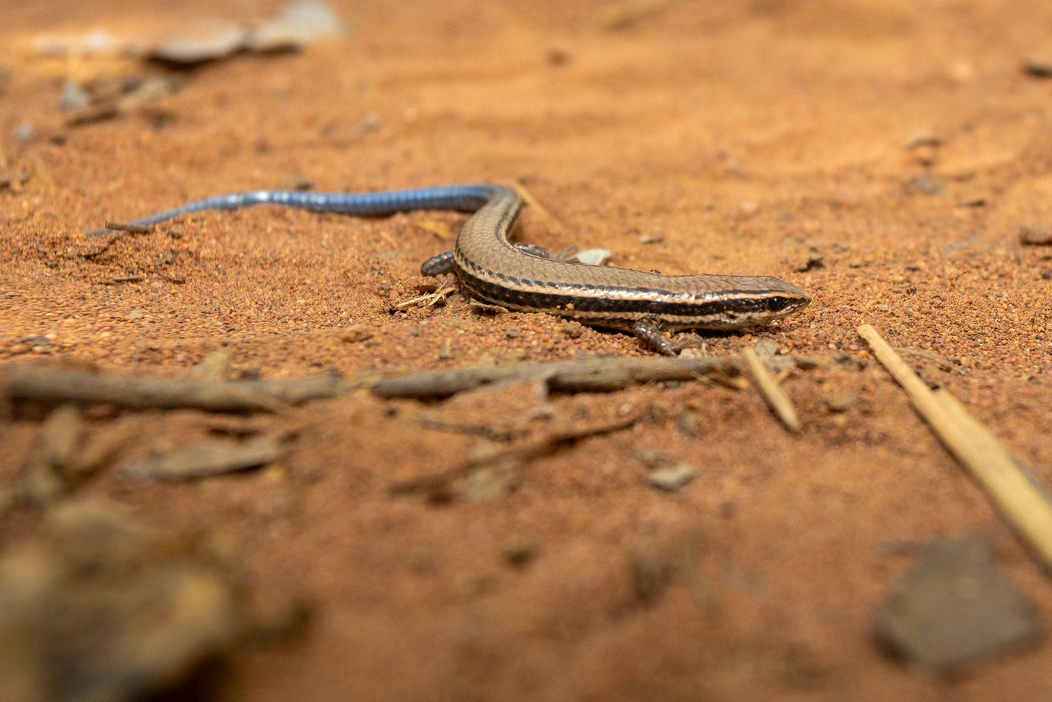 Lagarto Micrablepharus atticolus